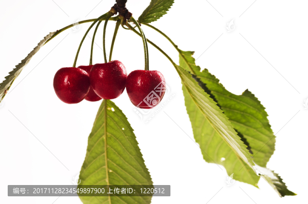 新鮮的櫻桃反對白色背景