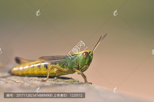 蟲