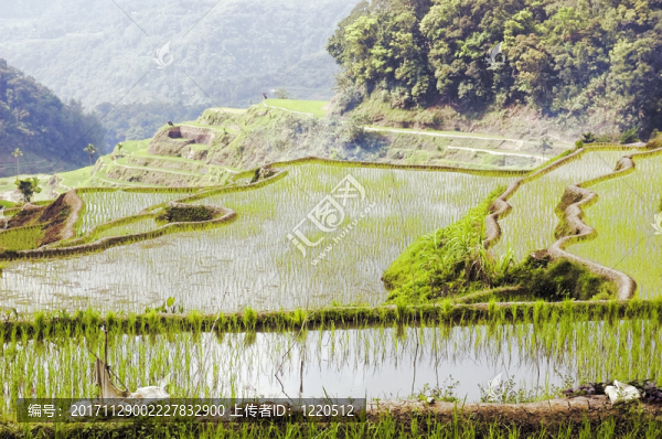 山
