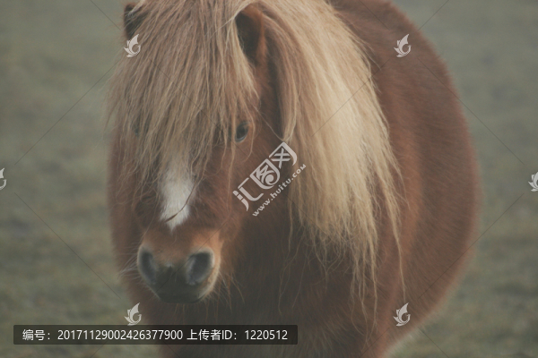 在霧中的小馬