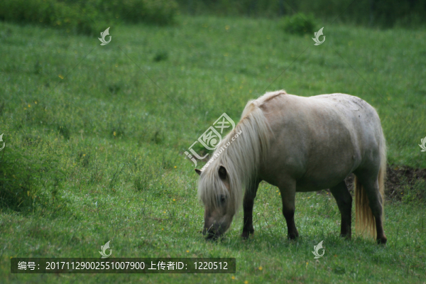 馬