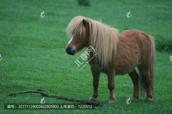 馬