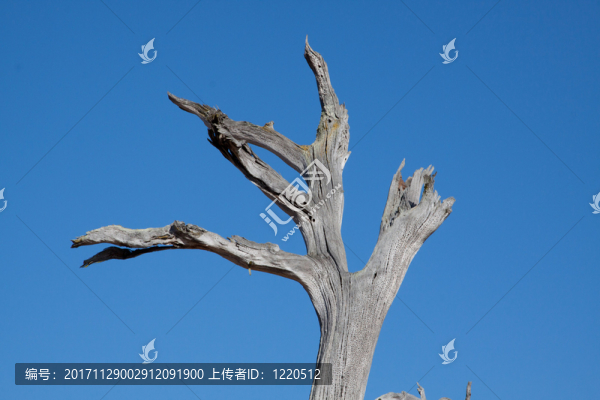 死樹(shù)，藍(lán)色的天空