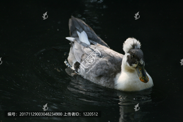 鴨子