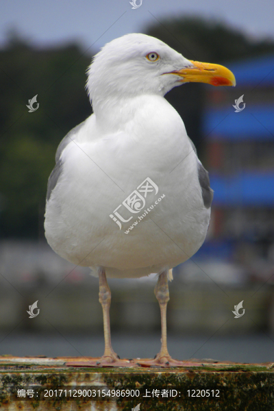 海鷗