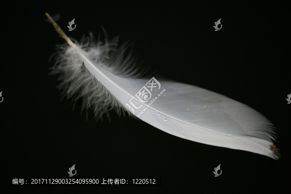 天鵝羽毛