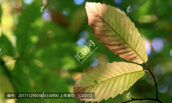 栗子在秋天