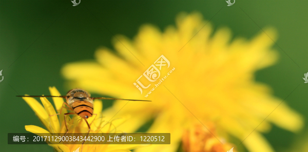 蒲公英