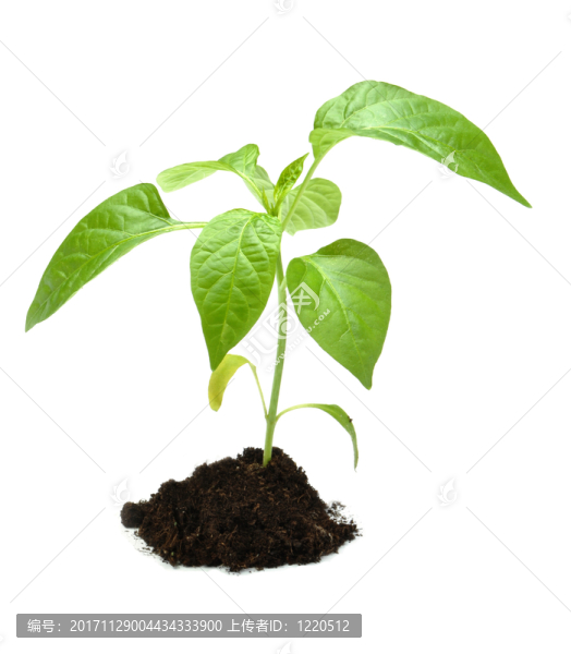 年輕植物在白色背景隔絕的黑暗的土壤。