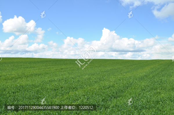 綠色作物領(lǐng)域