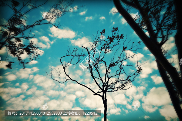 樹