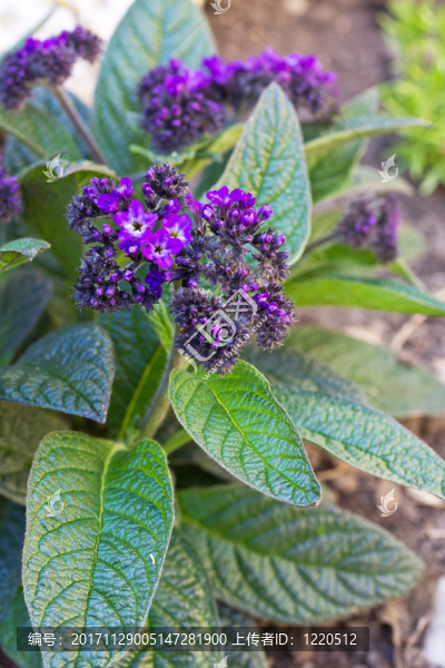香草花（heliotropium,arborescens）