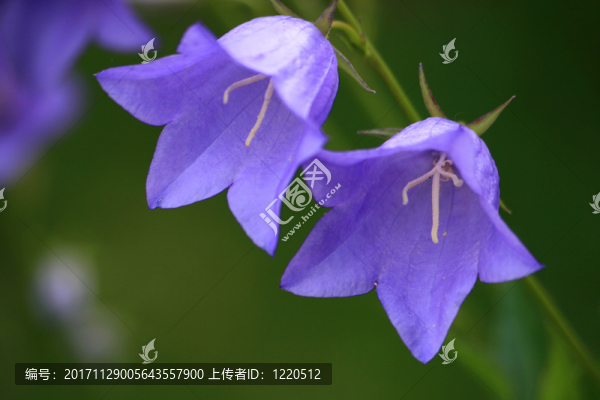 藍(lán)色