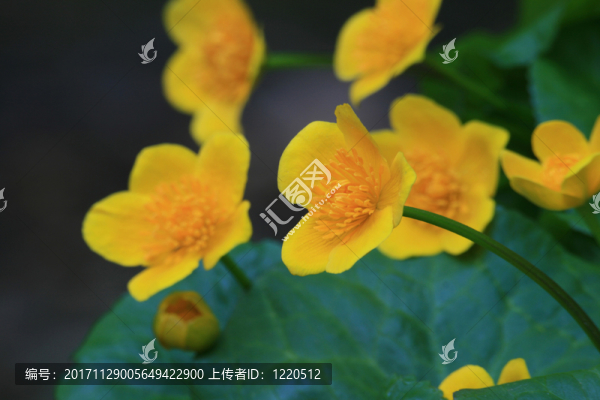 宏指令