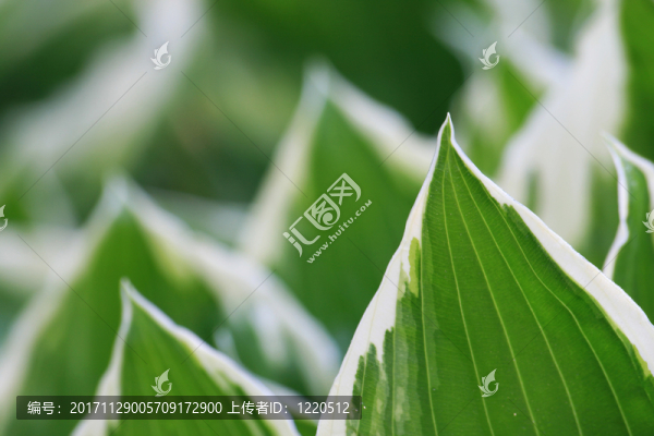 玉簪