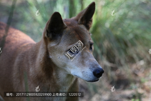 保護