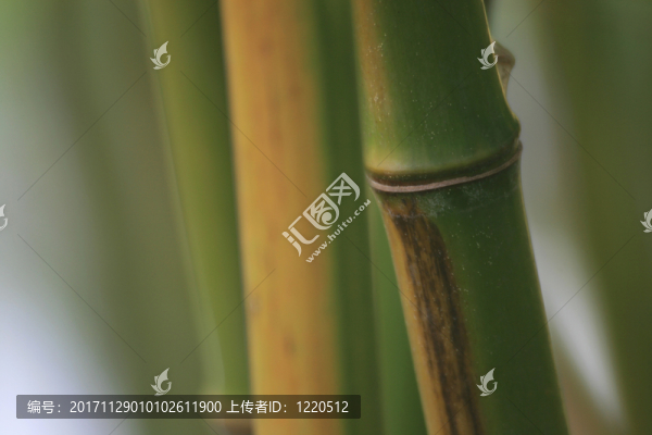 竹子