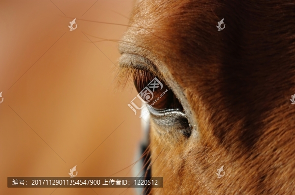 一匹馬的眼睛的特寫鏡頭