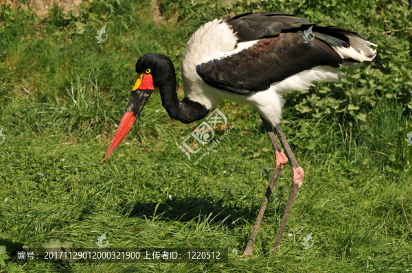 sattelstorch尋找食物
