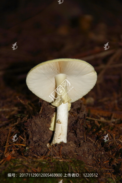 黃色knollenblaetterpilz