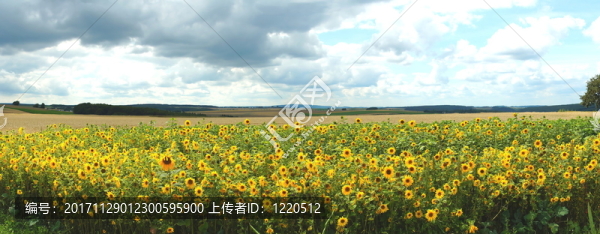 向日葵領(lǐng)域全景