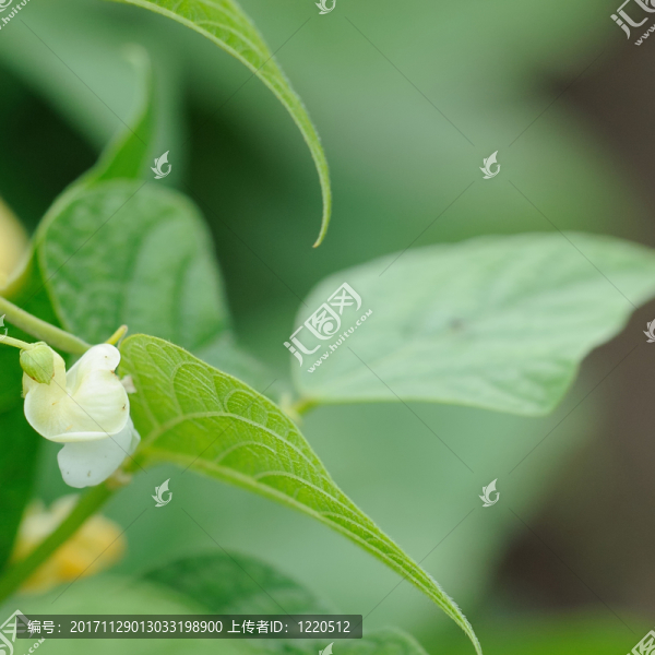？盛開的花園豆