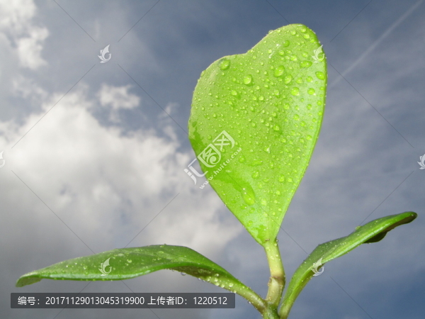 hoya,kerrii,,-,心臟植物