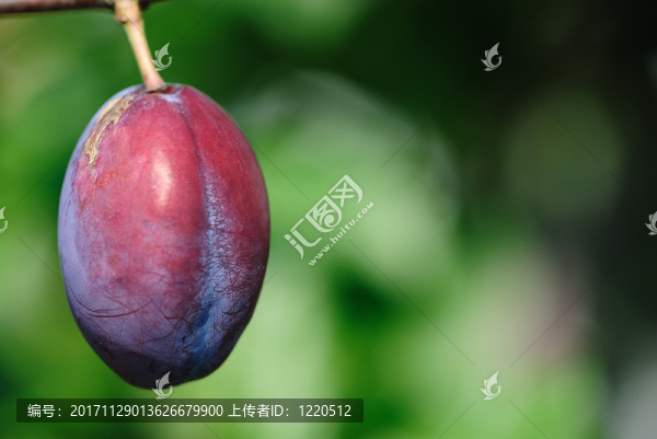 樹(shù)