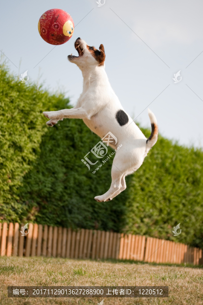 動物