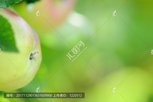 蘋果