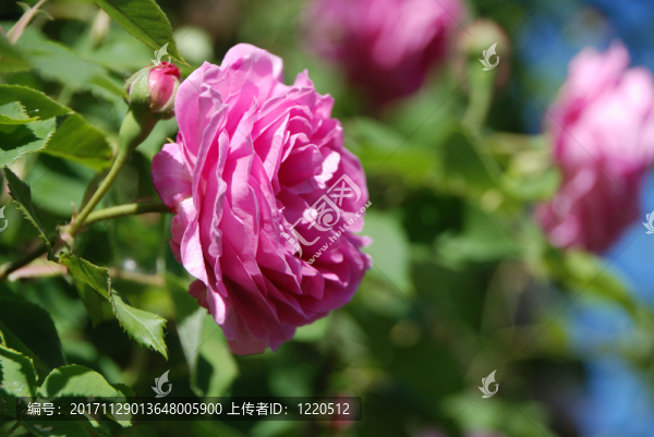 紫紅色玫瑰