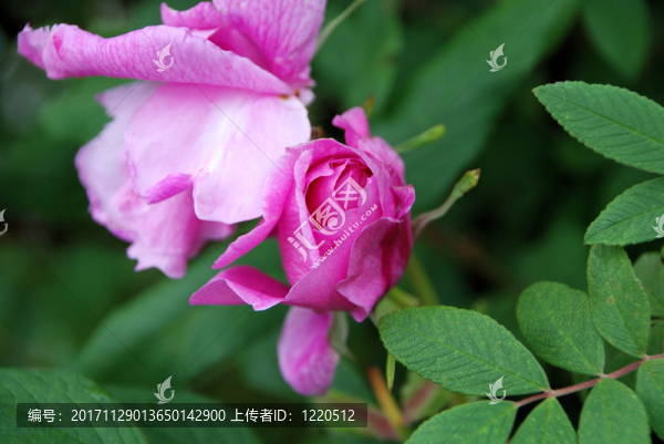 紫紅色玫瑰