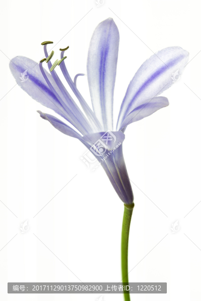 agapanthus,africanus