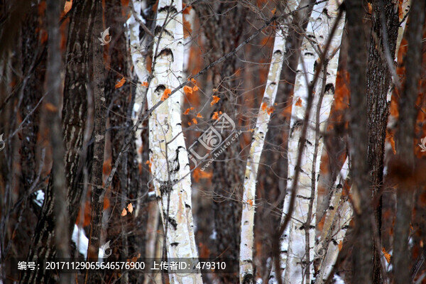 冬天,白樺樹,森林,雪,白雪