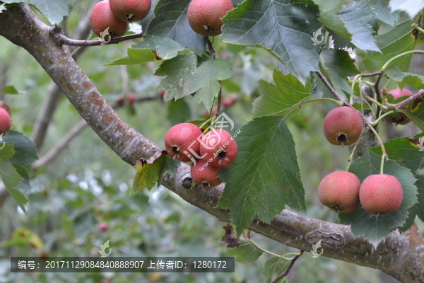 紅山楂,山楂圖片