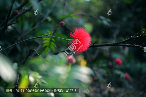 合歡花