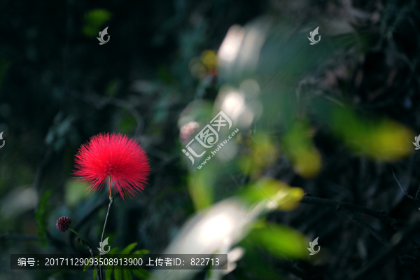 合歡花