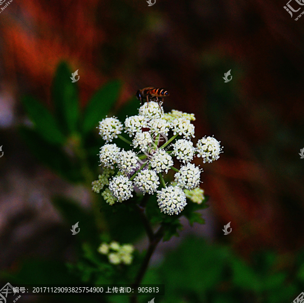 野花