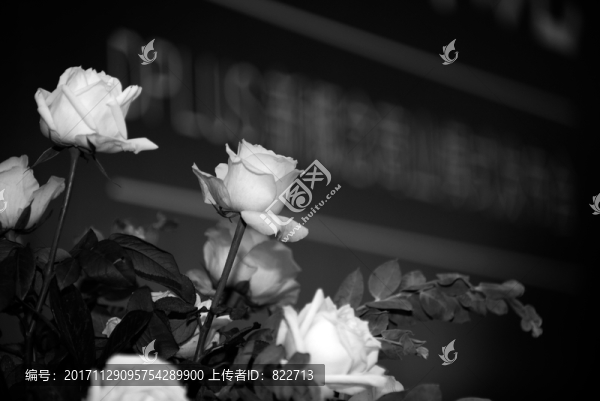 黑白玫瑰花