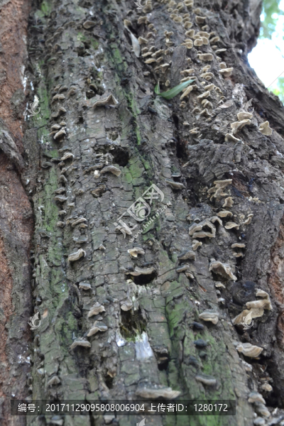 蘑菇,枯樹(shù)生蘑菇,綠樹(shù)皮