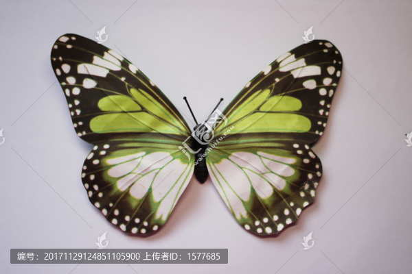 蝴蝶