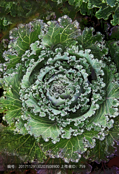 冬天的花菜,裝飾畫