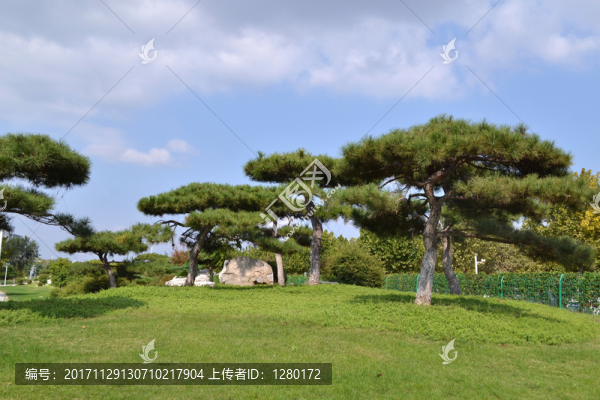 景觀園林,綠樹林