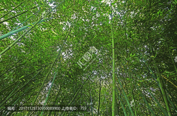 竹子,裝飾畫