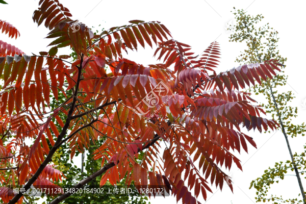 紅葉,紅樹葉