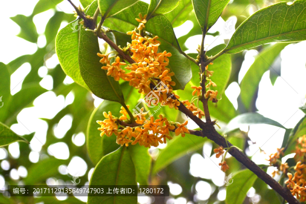 桂花,桂花樹