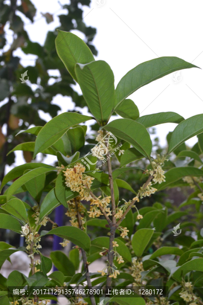 桂花,桂花圖片