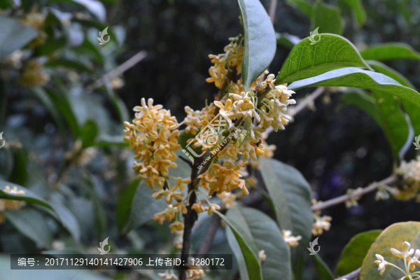 桂花,桂花圖片