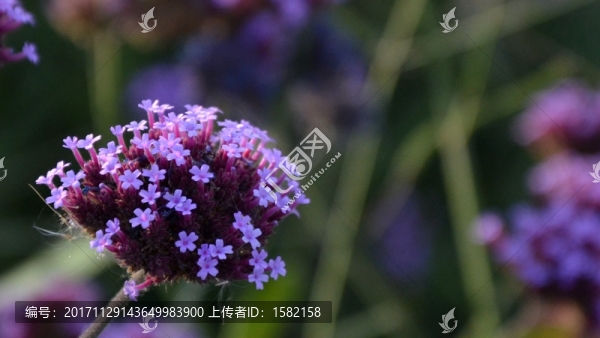 甘肅高臺國家級濕地公園