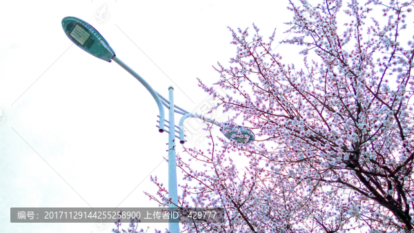 櫻花